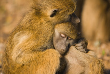 Thumbnail for Peace Among Primates