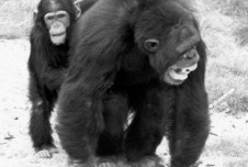 An example of consolation among chimpanzees: A juvenile puts an arm around a screaming adult male, who has just been defeated in a fight with his rival. Consolation probably reflects empathy, as the objective of the consoler seems to be to alleviate the distress of the other. 