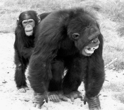 An example of consolation among chimpanzees: A juvenile puts an arm around a screaming adult male, who has just been defeated in a fight with his rival. Consolation probably reflects empathy, as the objective of the consoler seems to be to alleviate the distress of the other.