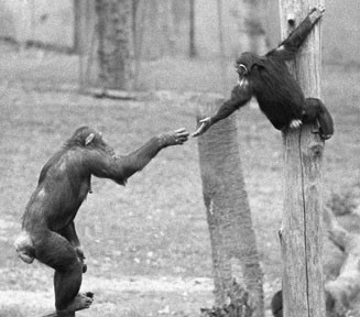 Cognitive empathy, where one understands the other’s situation, enables helping behavior that is tailed to the other’s specific needs. In this case, a mother chimpanzee reaches to help her son out of a tree after he screamed and begged for her attention.
