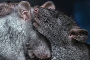 Even male rats can use a good hug to protect themselves from the effects of stress.