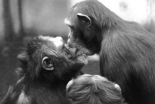 A female chimpanzee (right) kisses a male as they reconcile after a fight. Research has found similar examples of forgiveness and reconciliation across the animal kingdom. 