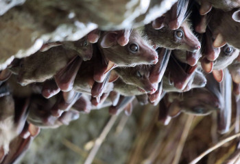 What Bats Can Teach Us About Our Social Brains