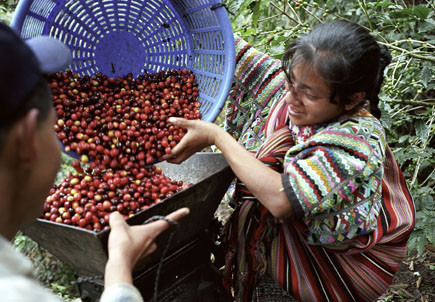 A Guatemalan Mayan woman pours fair trade red coffee beans into a depulping machine.