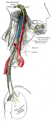 The vagus nerve is marked in yellow.