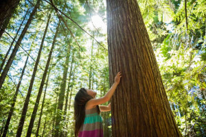 Young girl looking up with her hands on the trunk of a large tree, with sunlight from above