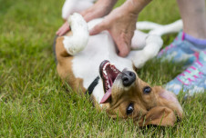Dog showing its belly with tongue lolling out happily, with owner standing nearby with hands on dog's belly
