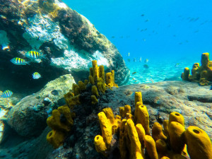 Underwater shot of coral reef and fish in St. Lucia