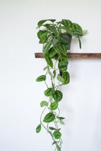 Pothos (pictured), weeping fig and palm delivered the greatest sense of well-being to participants.