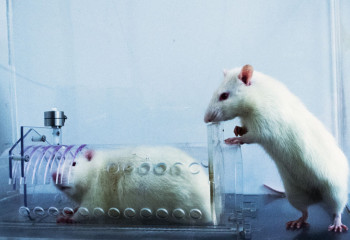 What Helpful Rats Can Teach Us About Humanity