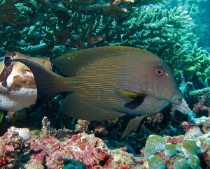 A swimming surgeonfish