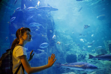 Girl gazing into aquarium full of marine life with hands on glass