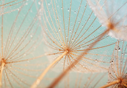 A close-up of dandelion seeds with water droplets against a turquoise background
