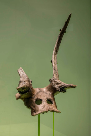 11,000-year-old Mesolithic deer skull headdresses at Cambridge University’s Museum of Archaeology and Anthropology.