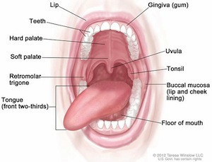The human oral cavity: sexy?