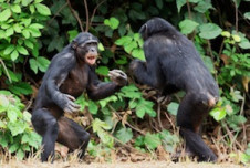 What Bonobos Can Tell Us About Our Parents
