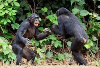 What Can Bonobos Tell Us about Ourselves?