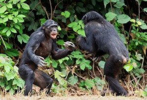 They look like they’re fighting—but in fact these two bonobos are playing.