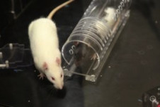 An albino rat prepares to help a trapped black-hooded companion.