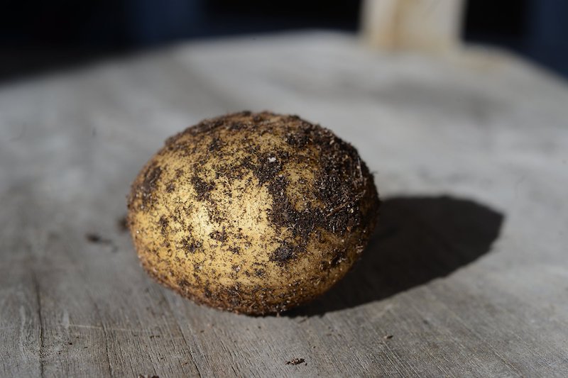Potato by Auey Santos